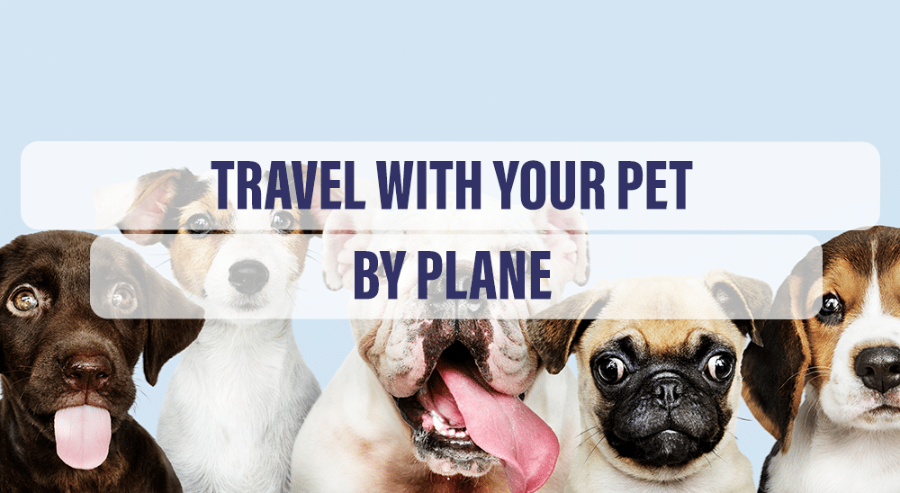 travel with your pet by plane